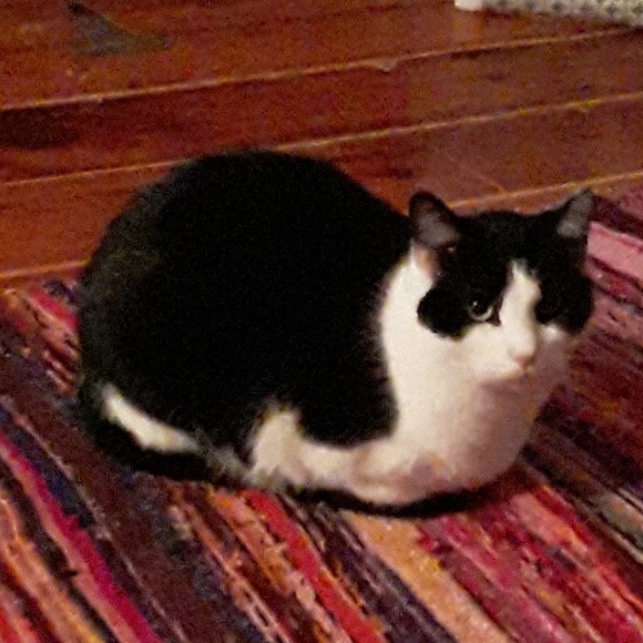 Meet your Posher, Tenesh - Picture 1 of 1